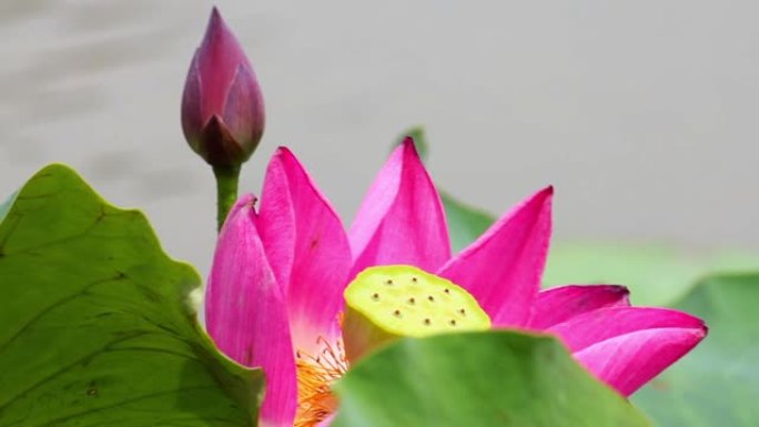 池塘里的粉红色莲花和莲花芽。粉色莲花和莲花。