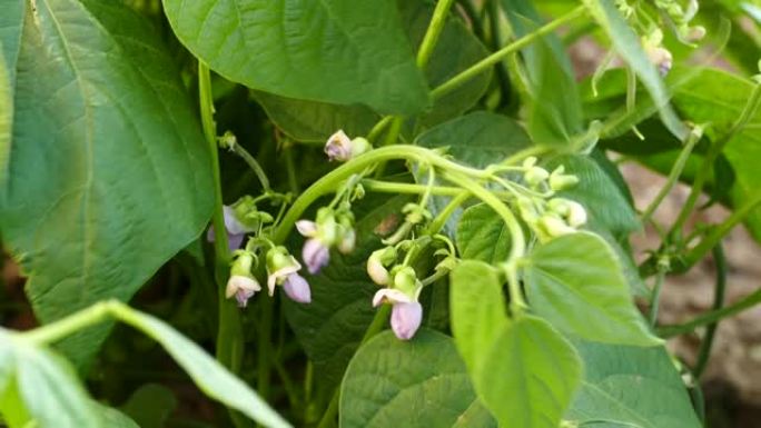 花园里种的新鲜青豆，肥豆美洲亚特兰蒂斯豆，