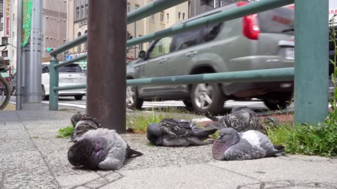 鸽子躺在城市街道十字路口附近的人行道上