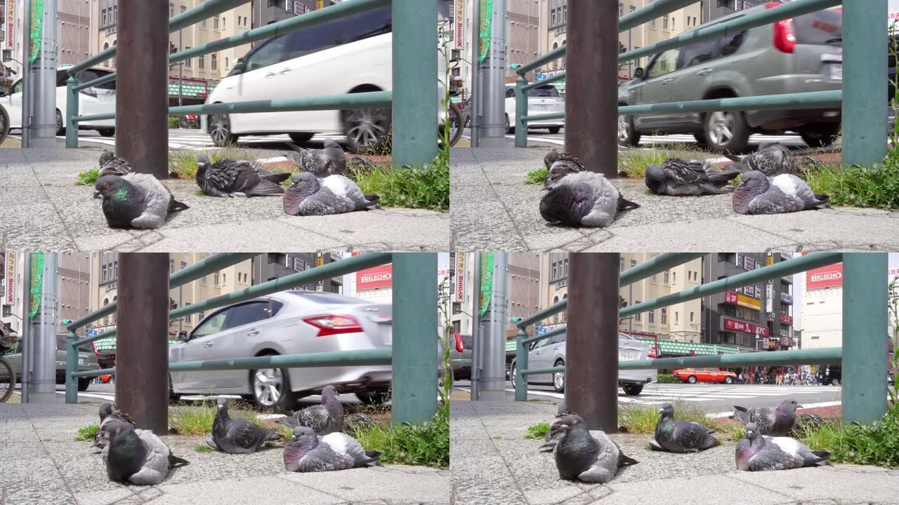 鸽子躺在城市街道十字路口附近的人行道上