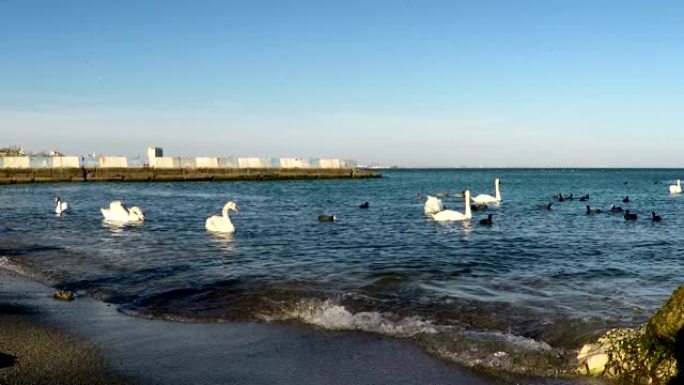 海边的鸟类市场