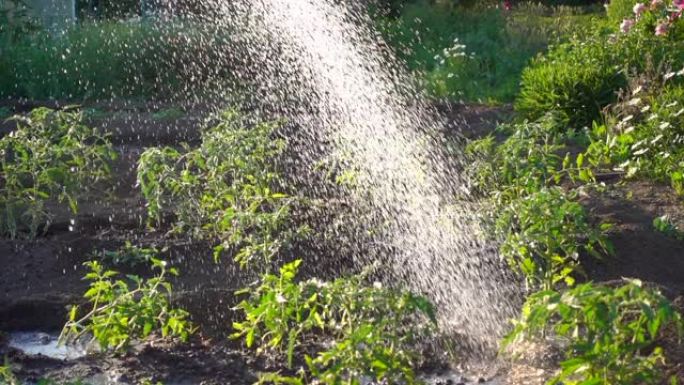 在农场浇灌幼苗，动作缓慢。阳光下美丽的水滴