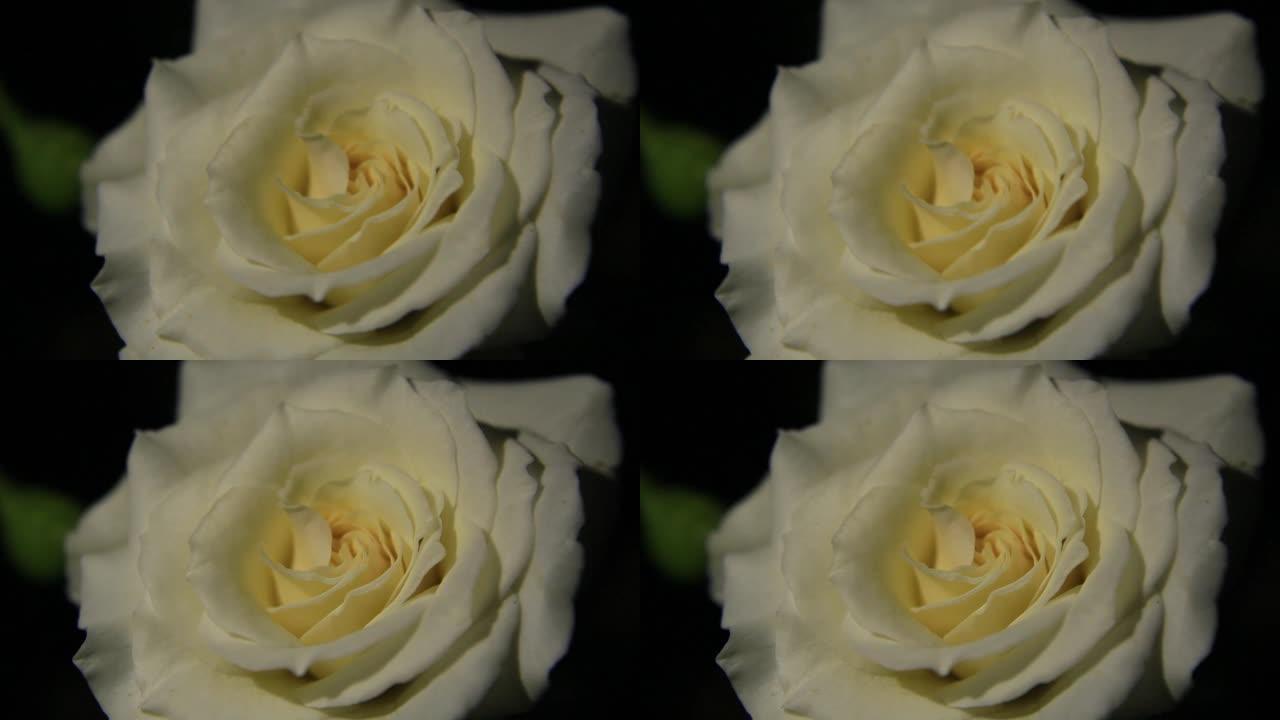一朵非常漂亮的白玫瑰。