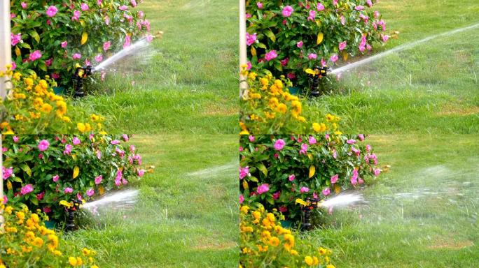 花园上的自动草坪洒水器，绿草慢动作