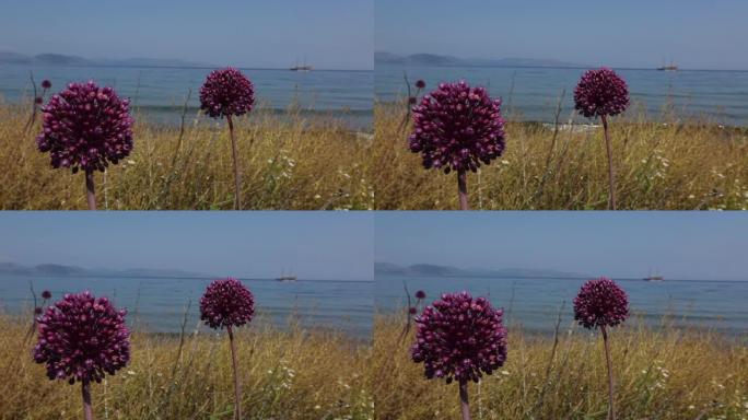 这个花名叫Kiyi Sarimsagi (沿海大蒜)。它生长在土耳其的艾登市。
艾登/土耳其11/0