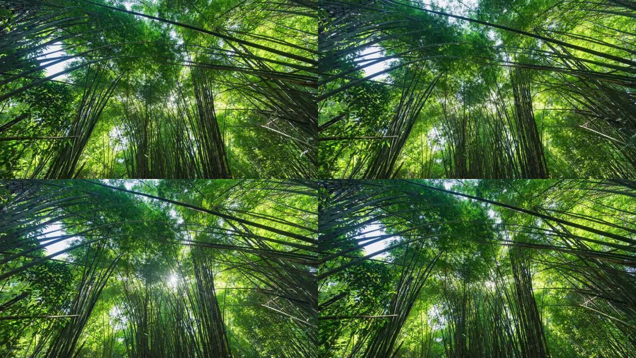 森林中竹叶在风中摇摆的低角度视图，延时视频