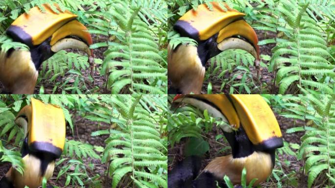 雄性大印度犀鸟在丛林中捕食青蛙的慢动作