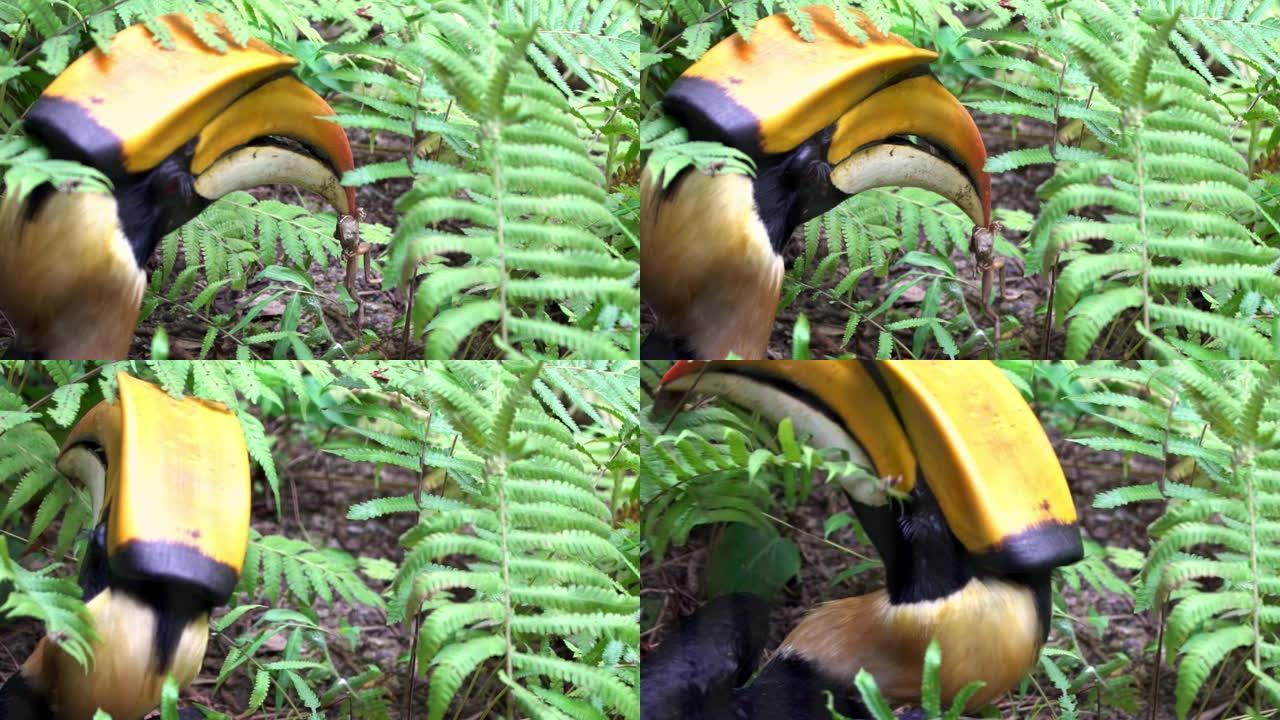 雄性大印度犀鸟在丛林中捕食青蛙的慢动作