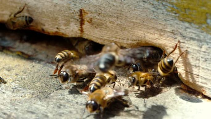 养蜂场。蜜蜂工作，将花蜜和花粉带到蜂巢，创造甜蜜蜜。微距镜头