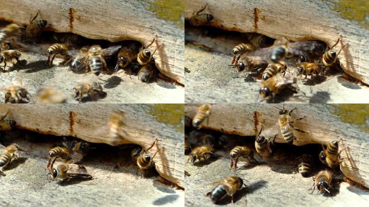 养蜂场。蜜蜂工作，将花蜜和花粉带到蜂巢，创造甜蜜蜜。微距镜头