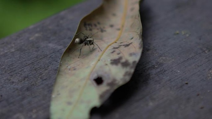 慢镜头蜘蛛在满月园森林游憩区