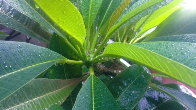 房子花园里新鲜绿色鸡蛋花叶子上的自然运动雨