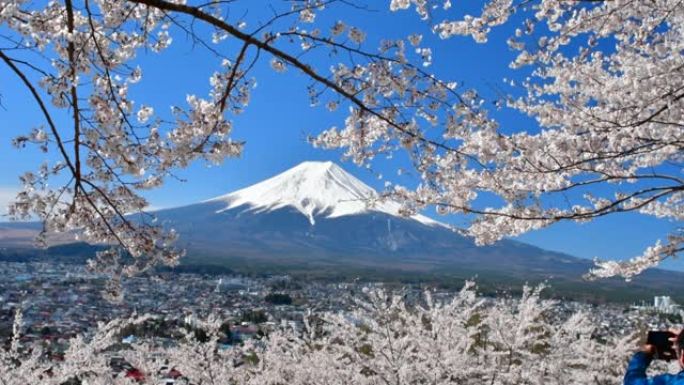 富士山和樱花: 从富士吉田的Arakurayama Sengen公园观看