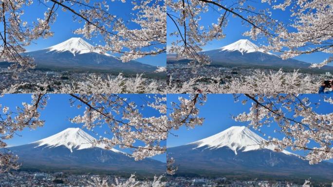 富士山和樱花: 从富士吉田的Arakurayama Sengen公园观看