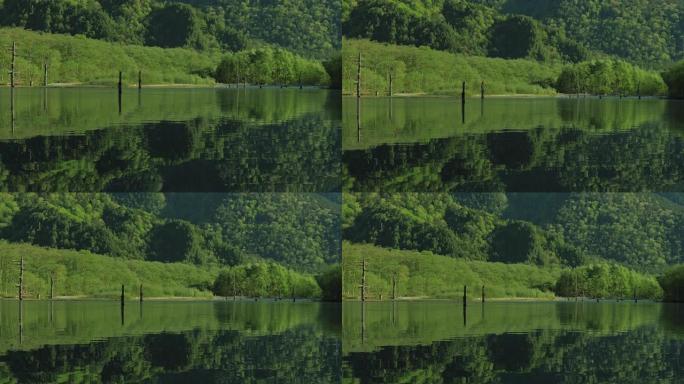 日本长野上高池池塘大正池的新鲜绿色季节