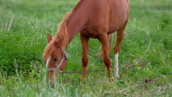 红马在农村地区吃草
