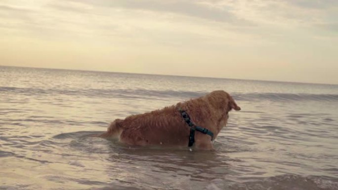 金毛猎犬在海水中游泳