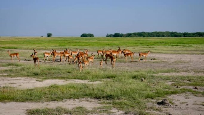 非洲野生平原的黑斑羚群