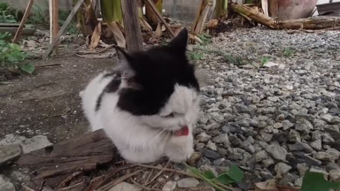 猫吃印度荨麻植物的根