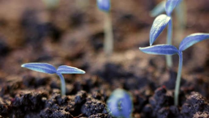 蓝色植物生长。未来主义的超现实背景。发芽。超棒的现代精彩世界。地球