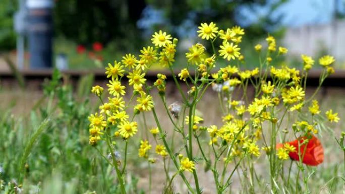 豚草 (Jacobaea vulgaris) 花在风中摇曳。