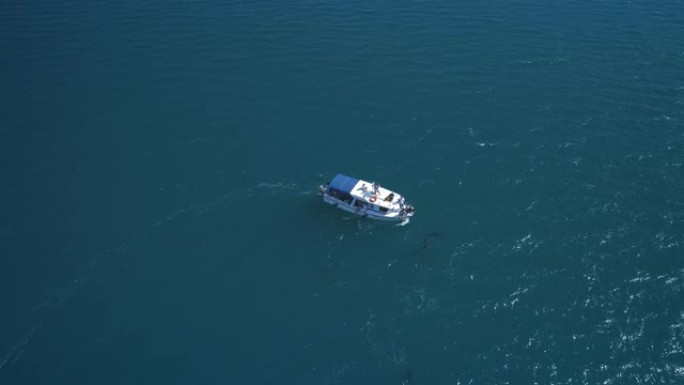 空中: 一群海豚在船旁边跳出水面。海豚在船前游泳。海豚追逐鱼。海边的暑假。