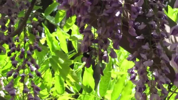 紫藤上的大黄蜂