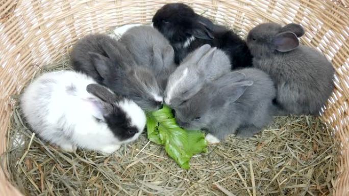 可爱的二十天小兔子在干草巢里吃蔬菜