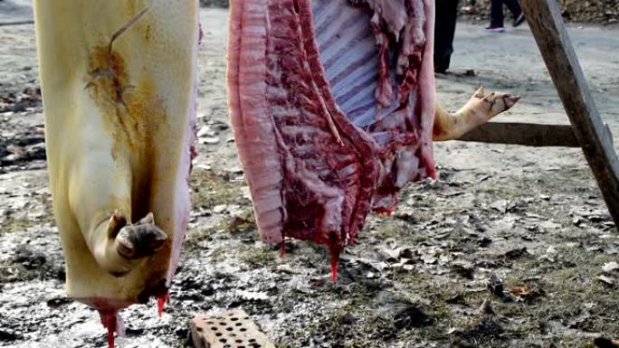 新鲜屠宰的猪挂在农村的院子里等待加工