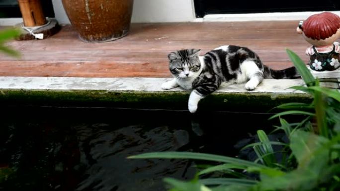 与可爱的黑白猫和花哨的锦鲤鱼的友谊联系