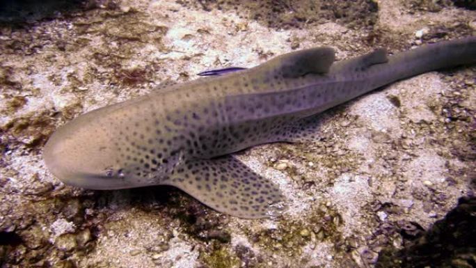 豹鲨 (Stegostoma fasciatum) 与Remora鱼
