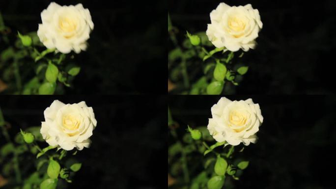 一朵非常漂亮的白玫瑰。