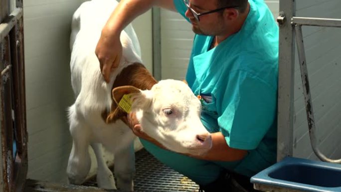 快乐兽医注射小牛给牛打针视频素材牛养殖兽