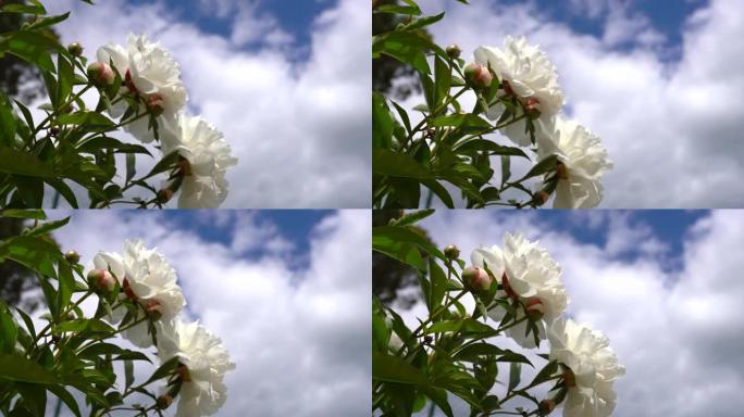 美丽的白色牡丹灌木在蓝天和云的背景下移动。微风吹走花瓣。花园里盛开的芳香白色牡丹。芳香疗法概念