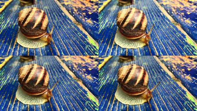 木制背景上的葡萄蜗牛