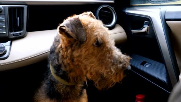 狗品种Airedale小猎犬在车里等着主人。