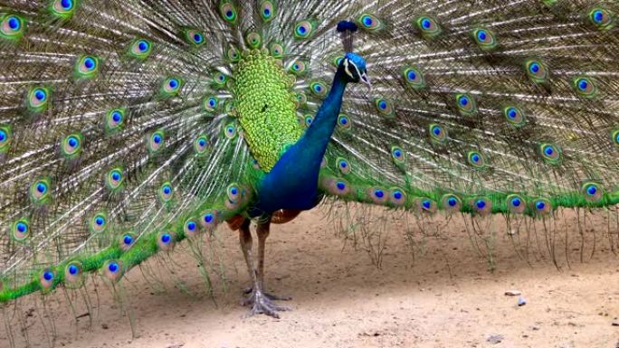 孔雀展示舞蹈优雅的尾巴对自然是美