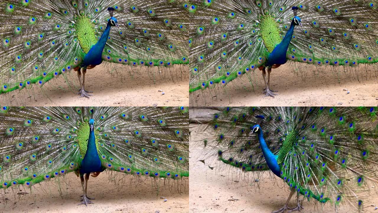 孔雀展示舞蹈优雅的尾巴对自然是美