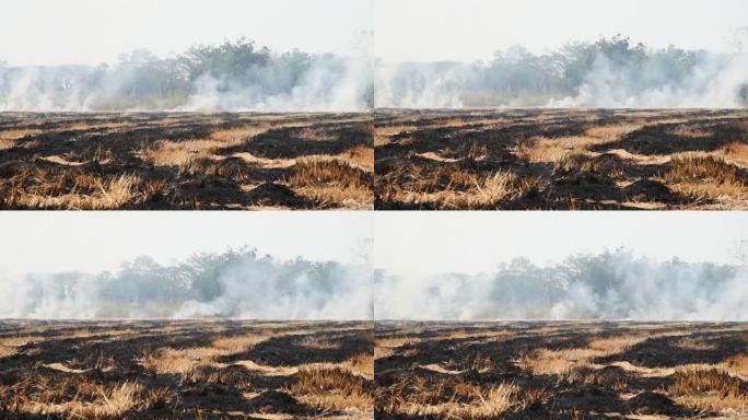 火烧干草对环境的危害