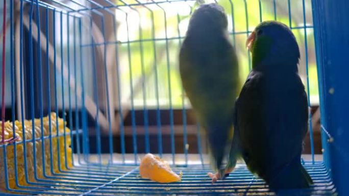 两只小鹦鹉一起在笼子里玩耍