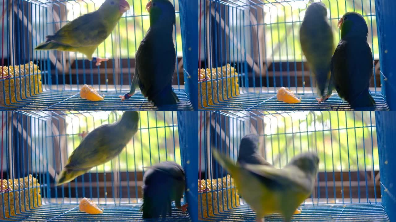 两只小鹦鹉一起在笼子里玩耍