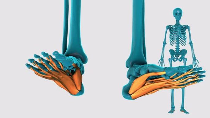 足底部分的内在肌肉-在白色背景上