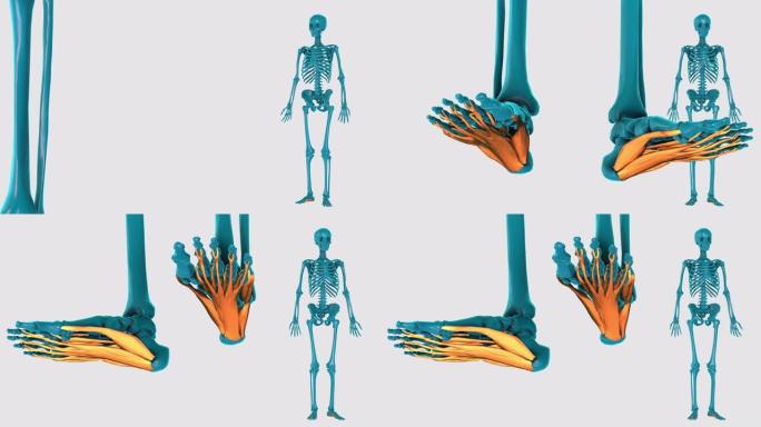 足底部分的内在肌肉-在白色背景上