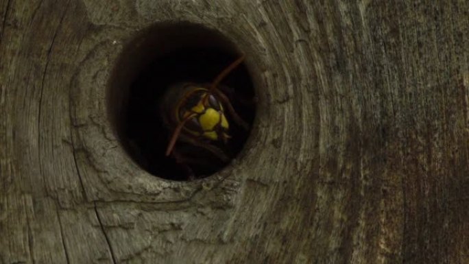 欧洲大黄蜂 (Vespa crabro) -阿斯特拉罕自然保护区