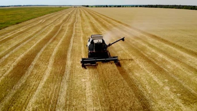 收获季节的大型灰色联合收割机在田间修剪成熟的黄色小麦，用于未来的面包和食品生产
