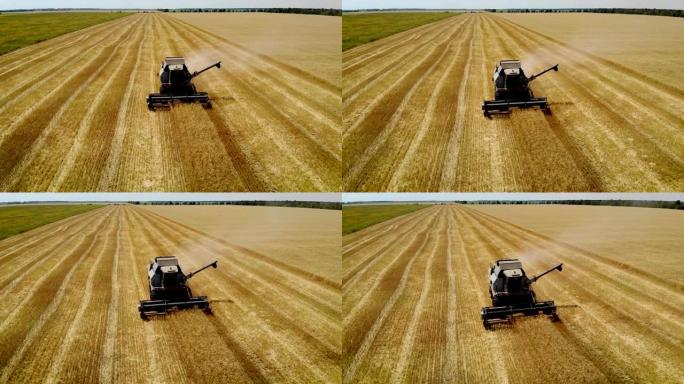 收获季节的大型灰色联合收割机在田间修剪成熟的黄色小麦，用于未来的面包和食品生产