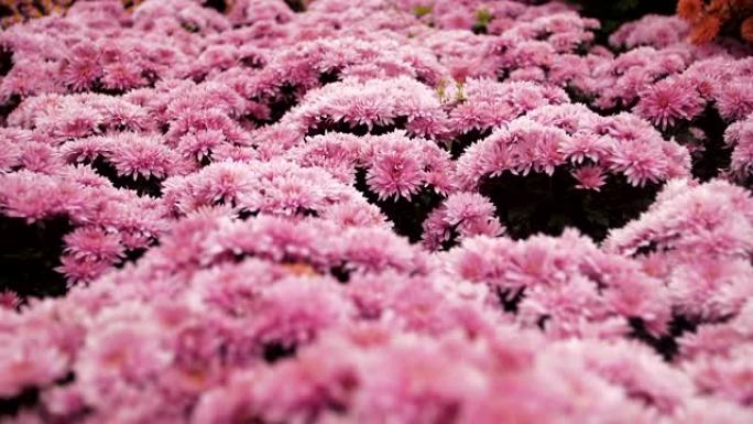 慢动作摄像机在野外飞行从紧密生长的粉红色花朵覆盖从粉红色的菊花从飞行昆虫的眼睛看
