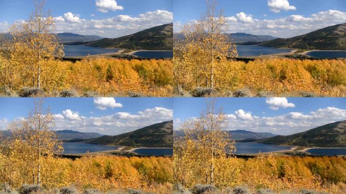 双子湖的秋天-在一个阳光明媚的秋天下午，风吹过双子湖五颜六色的白杨树林的4k视频。美国科罗拉多州。