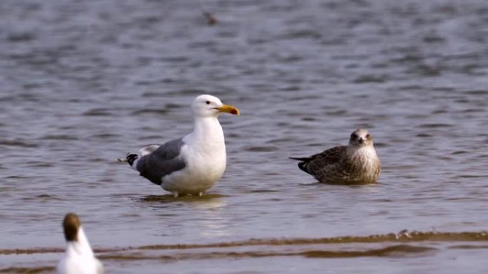 鸟草原鸥 (Larus cachinnans) 与成年雏鸟站在浅水中休息。