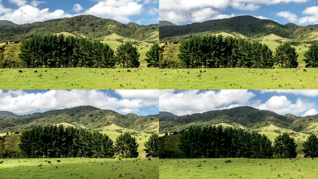 新西兰绿色山区生物自然农场自由放养牧场中的牛的时间流逝